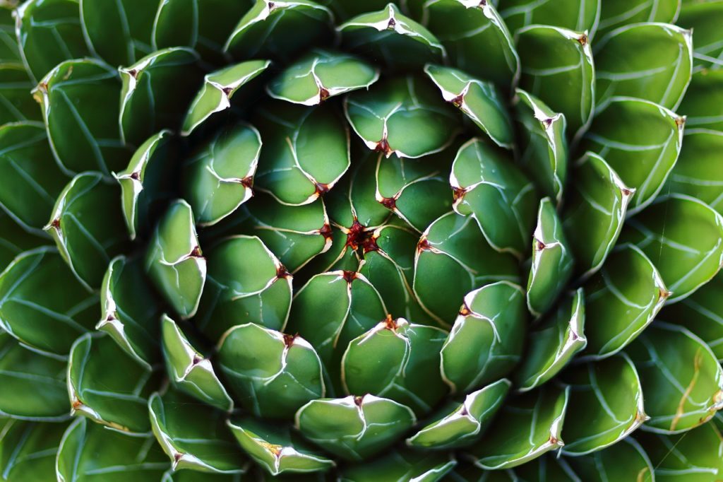 Gros plan d'une plante Agave géométrique avec des feuilles vertes et pointues disposées en cercle